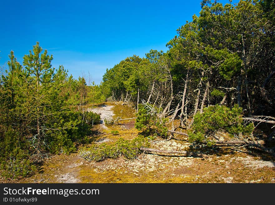 Pine wood in a bright sunny day