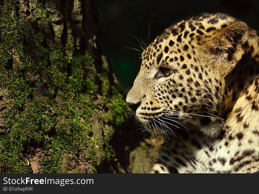 Sri Lanka Leopard