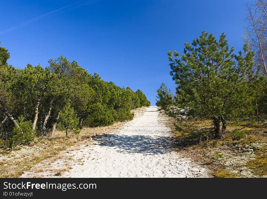 Pine wood in a bright sunny day