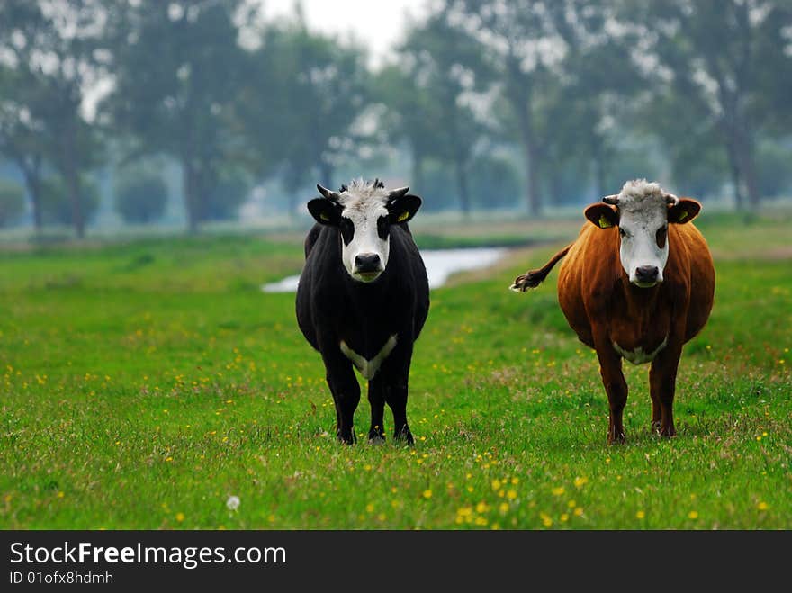 Cows on on farmland in the Netherlands. Cows on on farmland in the Netherlands