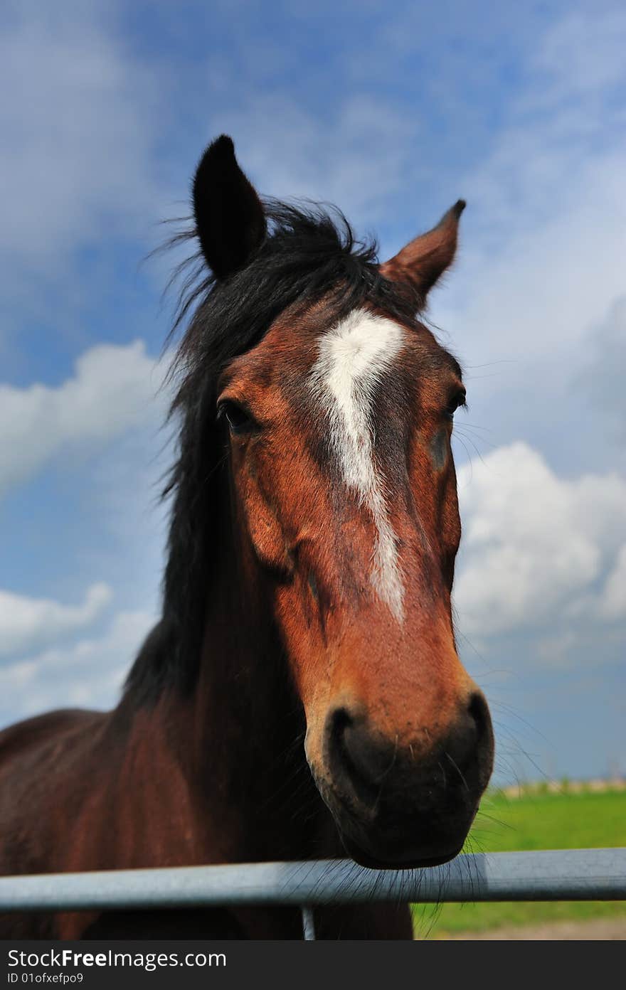 Portrait of a Beautiful brown horse