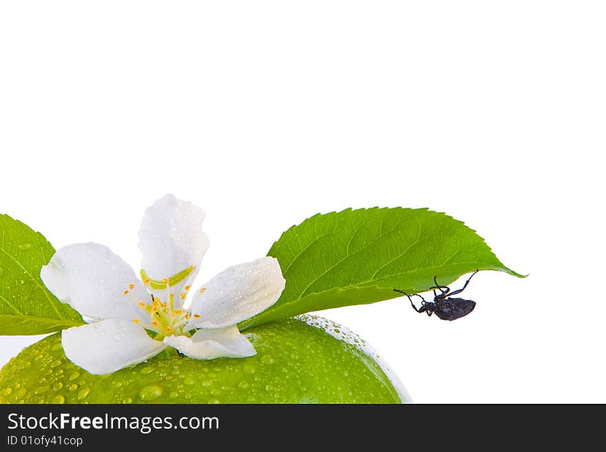 Green apple and bug, isolated on white