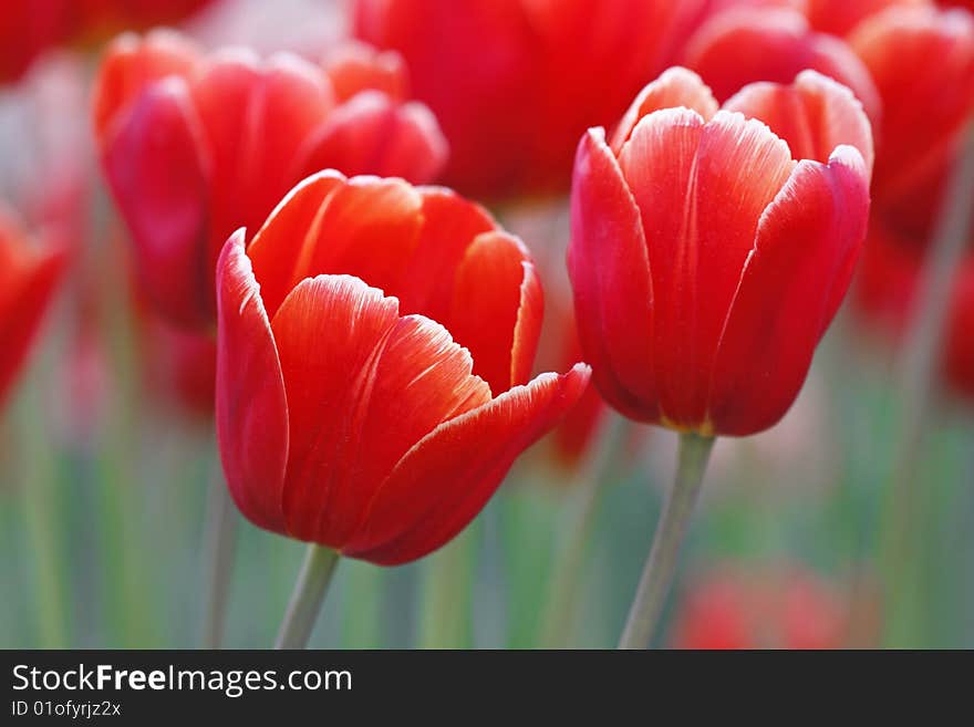 Red tulips in the garden