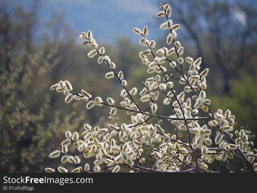 Tree Branches With Buds