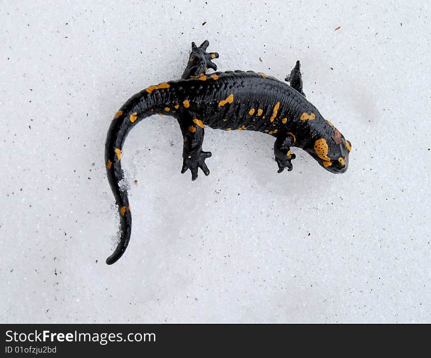 Salamander on the snow