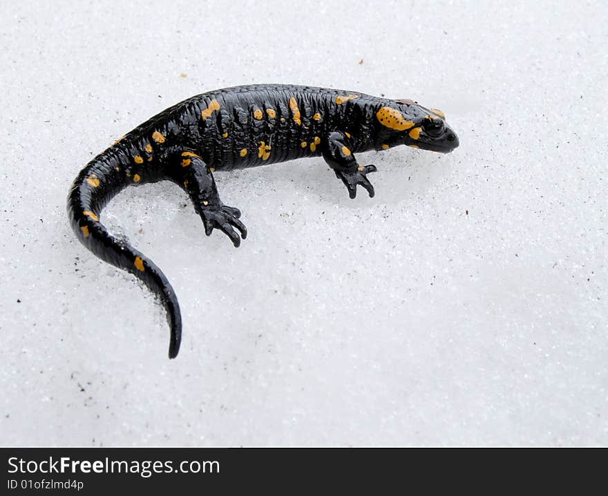 Salamander on the snow