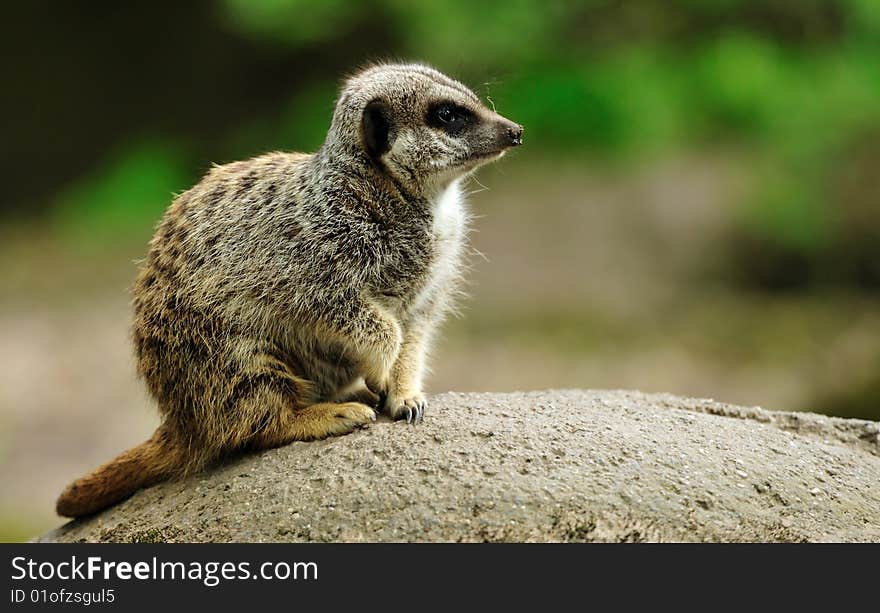 Close up of a cute meerkat (Suricata suricatta)