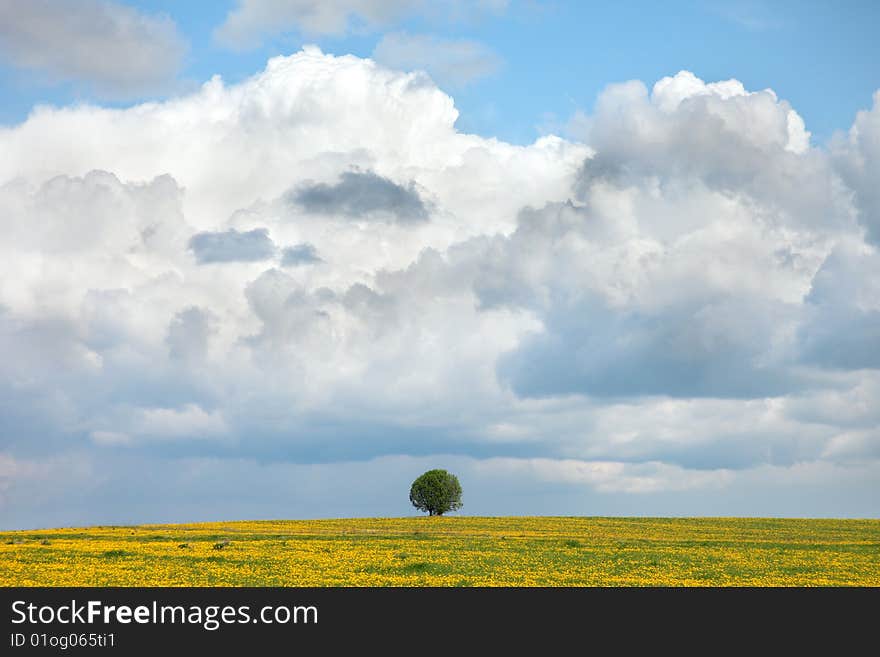 Field from yellow colors with a lonely tree. Field from yellow colors with a lonely tree