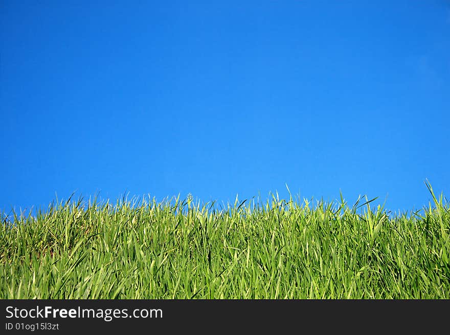 Grass on a background of sky