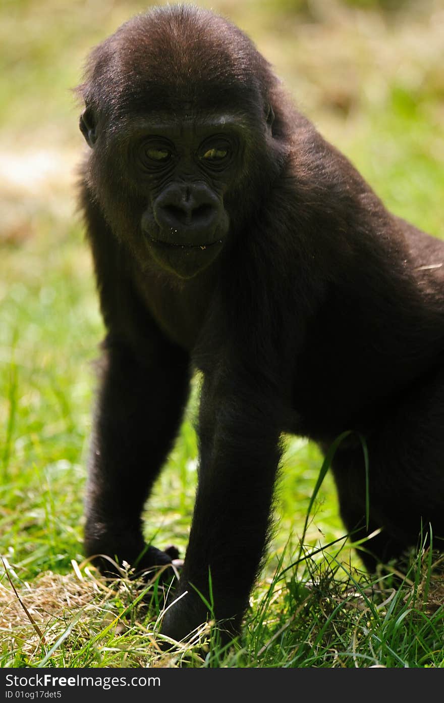 Cute baby gorilla