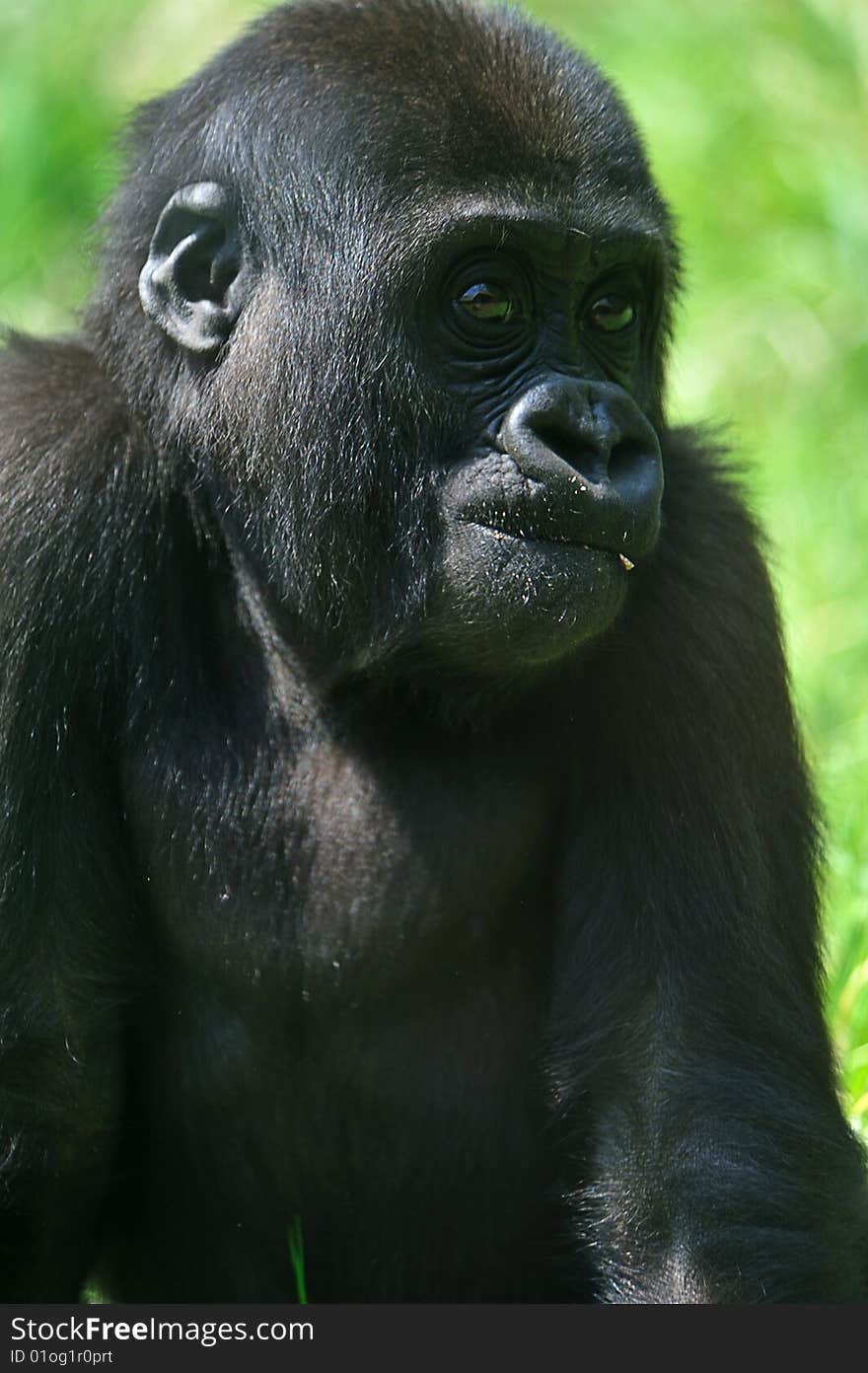 Cute baby gorilla