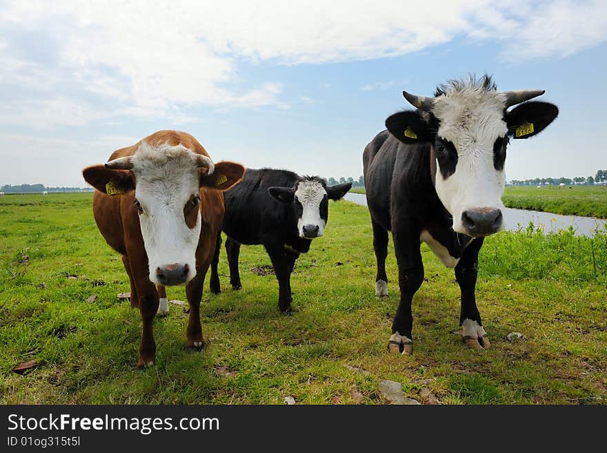 Cows on farmland