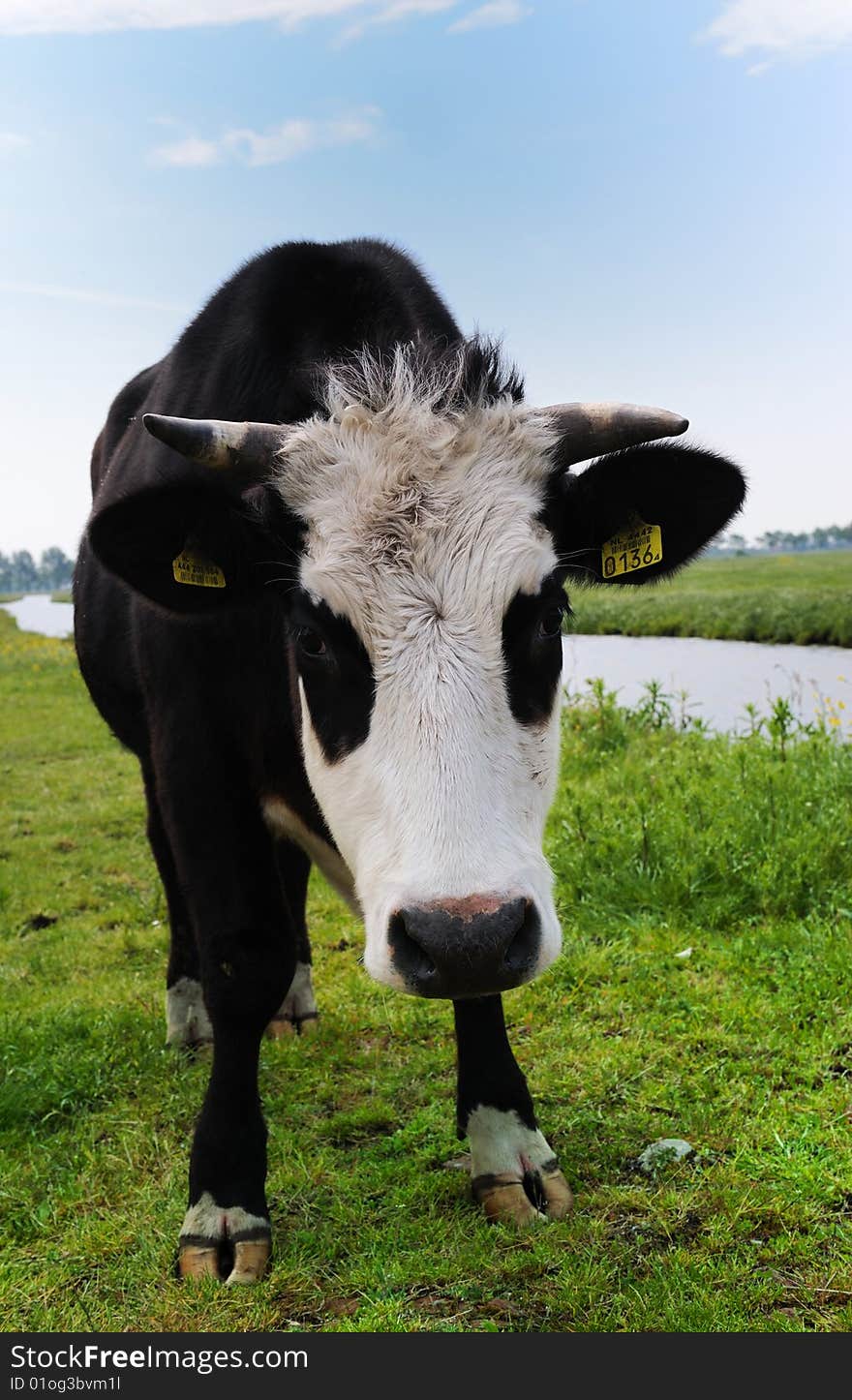 Cow on on farmland in the Netherlands. Cow on on farmland in the Netherlands