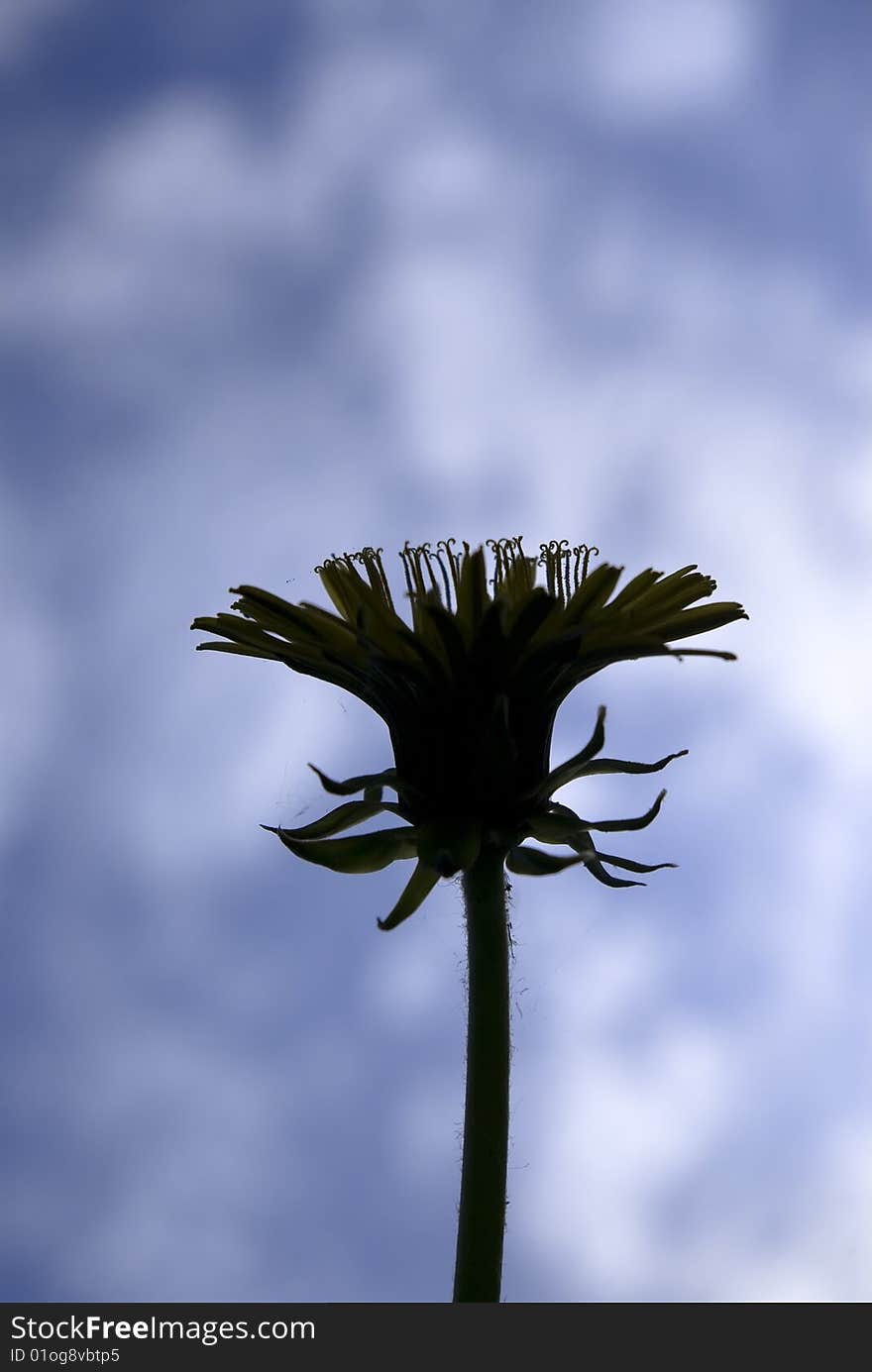 Dandelion isolated on the sky.