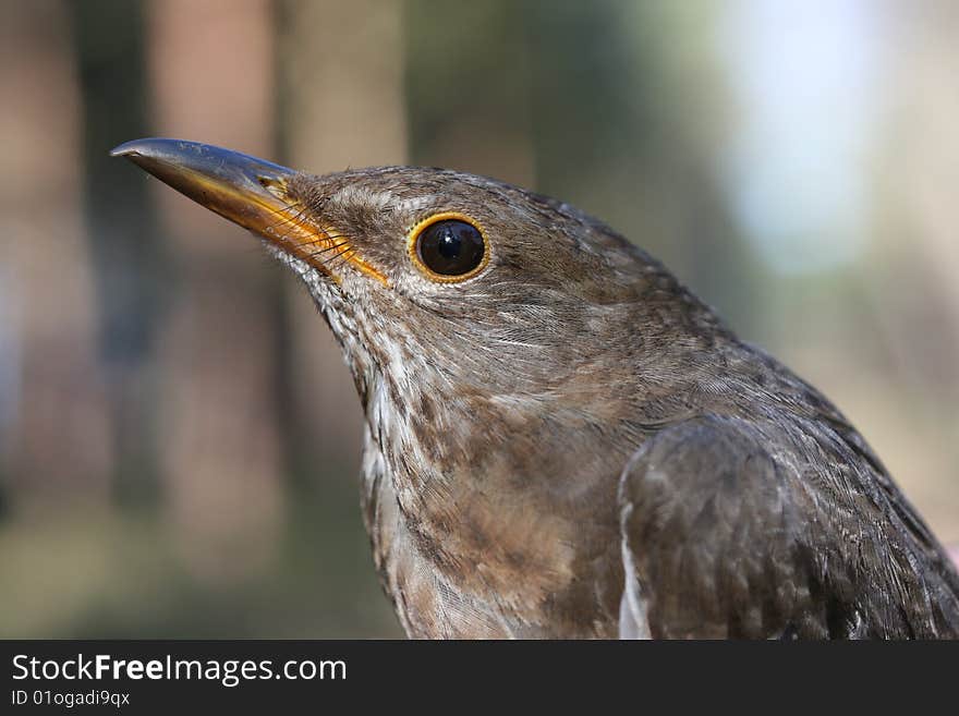 Blackbird female