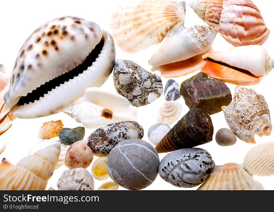 Beautiful seashells isolated on white background