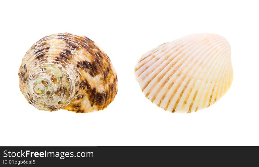 Scallop seashell from ocean isolated on white