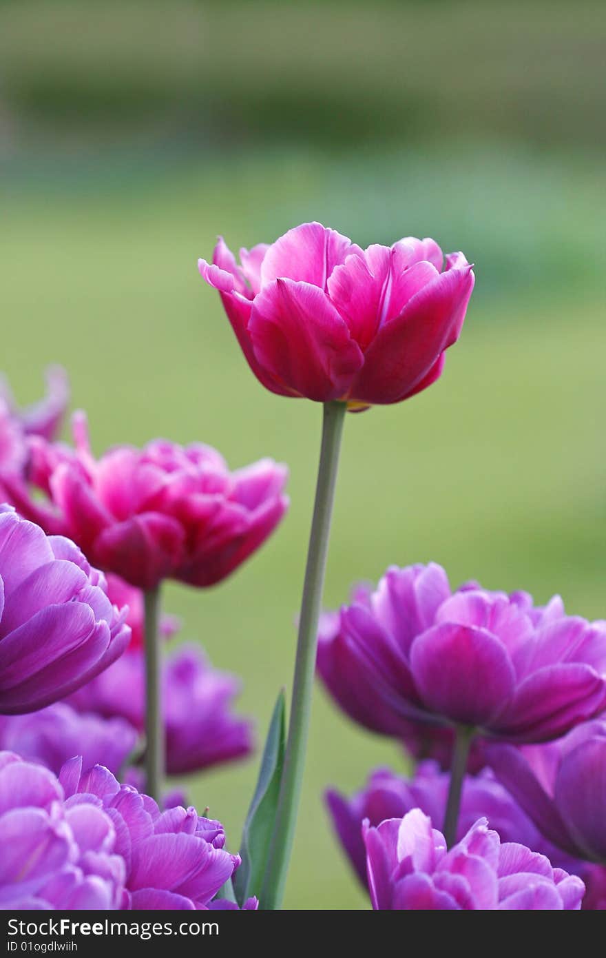 Tulips