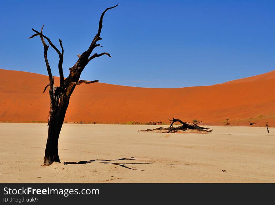 Trees in the sossusvlei namib naukluft park. Trees in the sossusvlei namib naukluft park