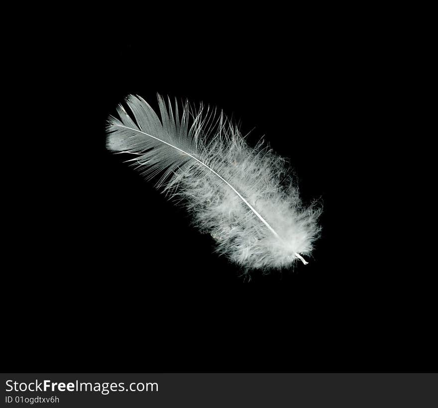 Close up of white feather