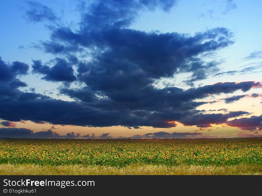 Yellow sunflowers in green field