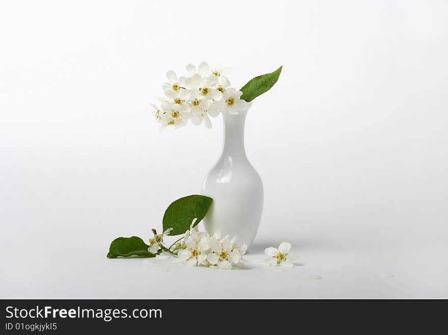 Flowers of  bird cherry in white vase on a white background