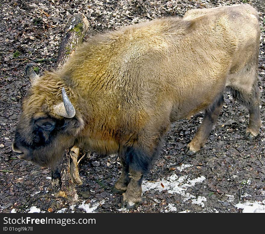 Portrait of young male bison. Portrait of young male bison