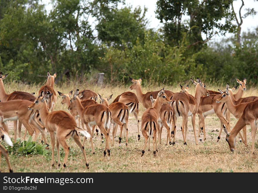 Impala herd in Sabi Sand