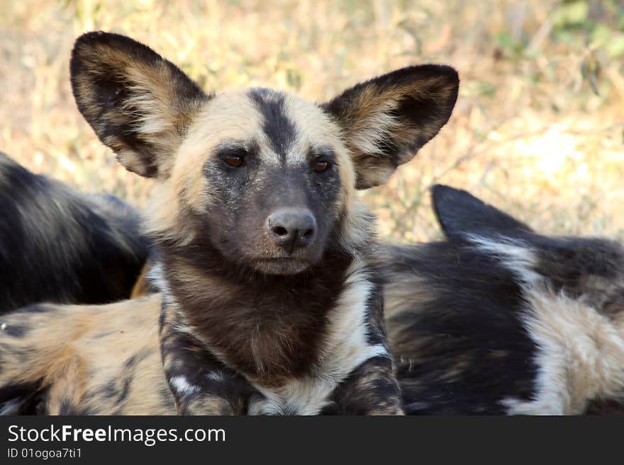 Wild dogs (painted) in Sabi Sand, South Africa. Wild dogs (painted) in Sabi Sand, South Africa