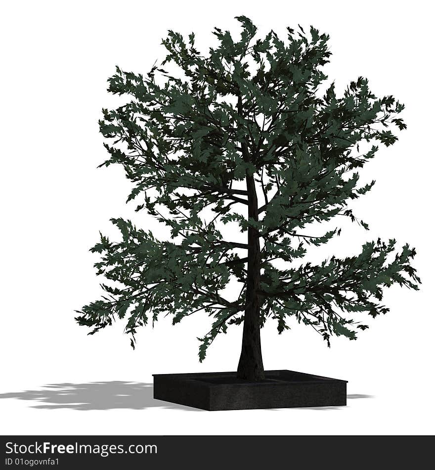 3D Render of a bradleaf tree with shadow and clipping path over white. 3D Render of a bradleaf tree with shadow and clipping path over white