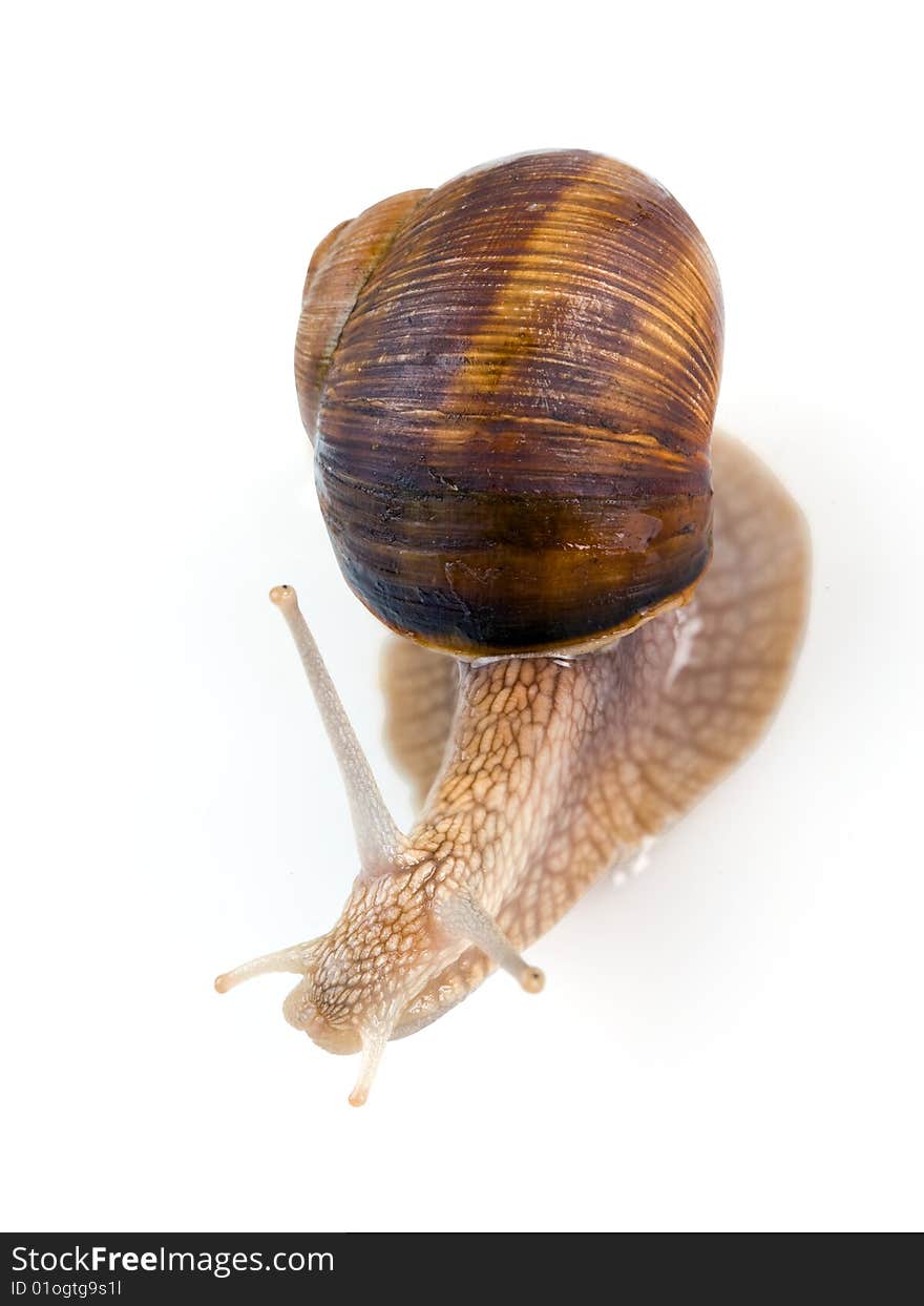 Garden snail isolated on white. Clipping path