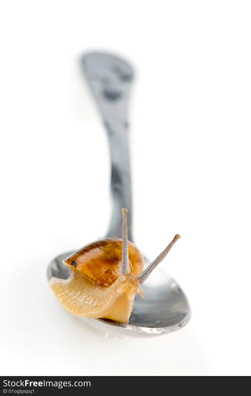 Snail on the spoon isolated. Clipping path