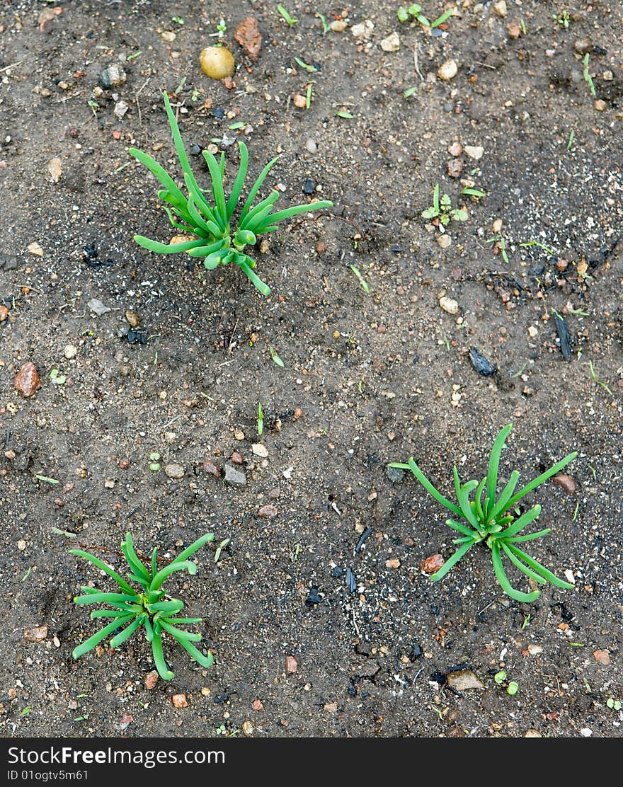 Three green onion germs in the garden