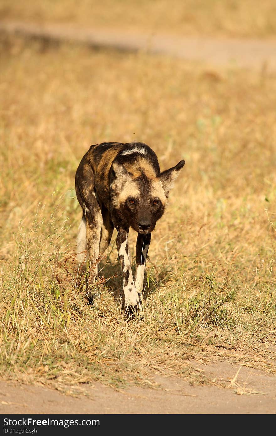 Wild dogs in South Africa