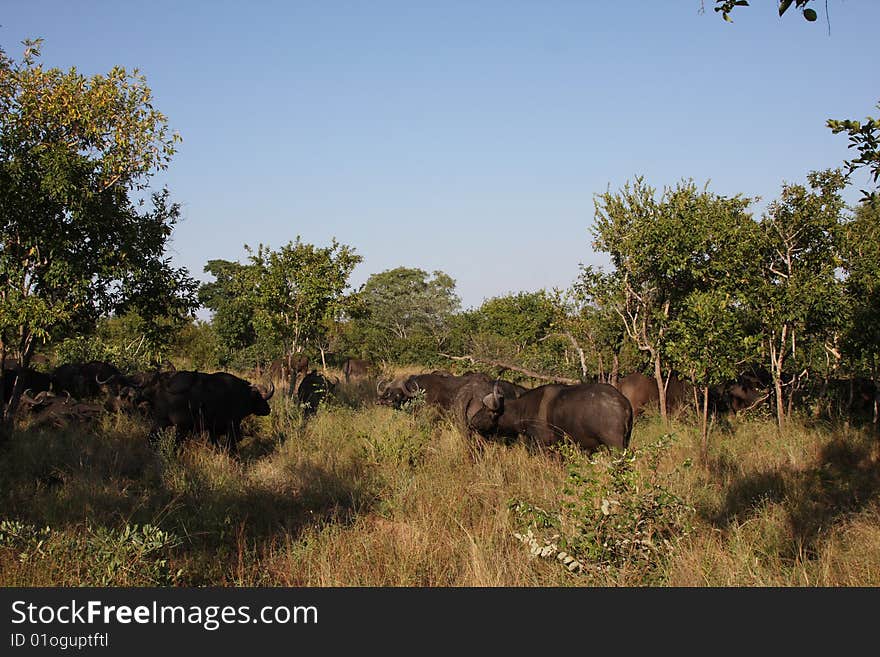 Bufallo in Sabi Sand Private Reserve