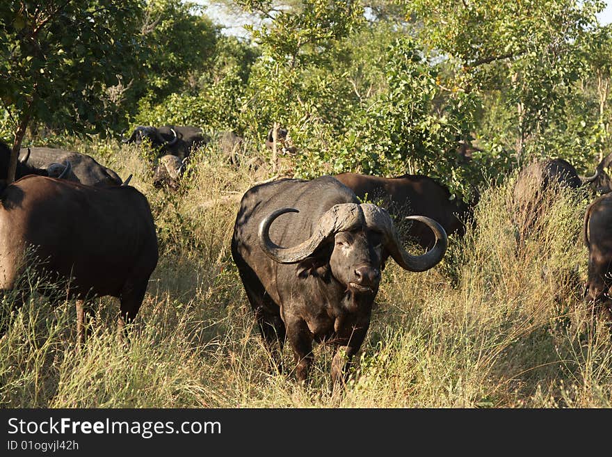 Bufallo in Sabi Sand Private Reserve