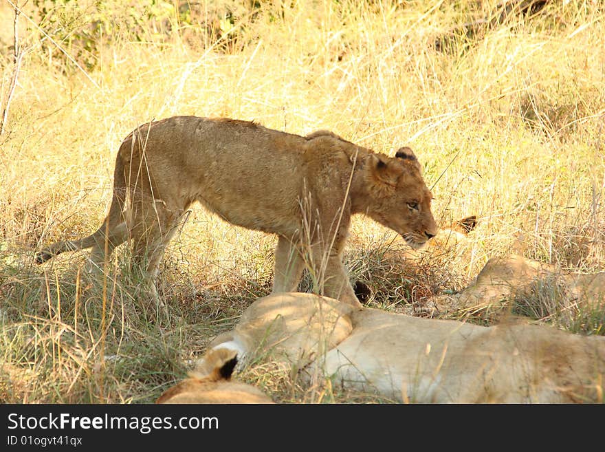 Lions in the Sabi Sand Game Reserve