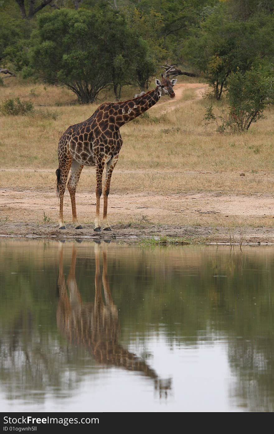 Giraffe in Sabi Sand Reserve, Africa