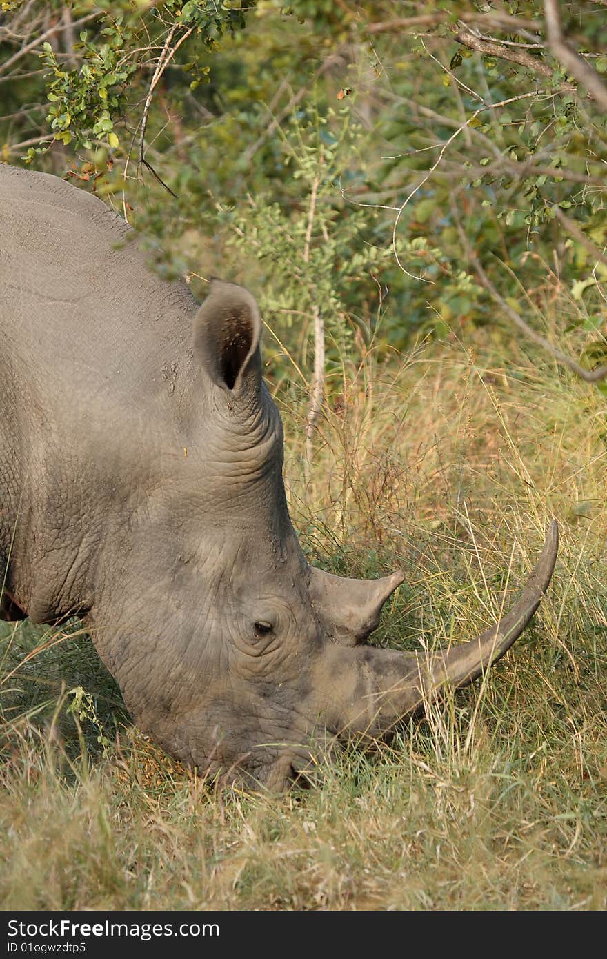 Rhino in Sabi Sand, South Africa