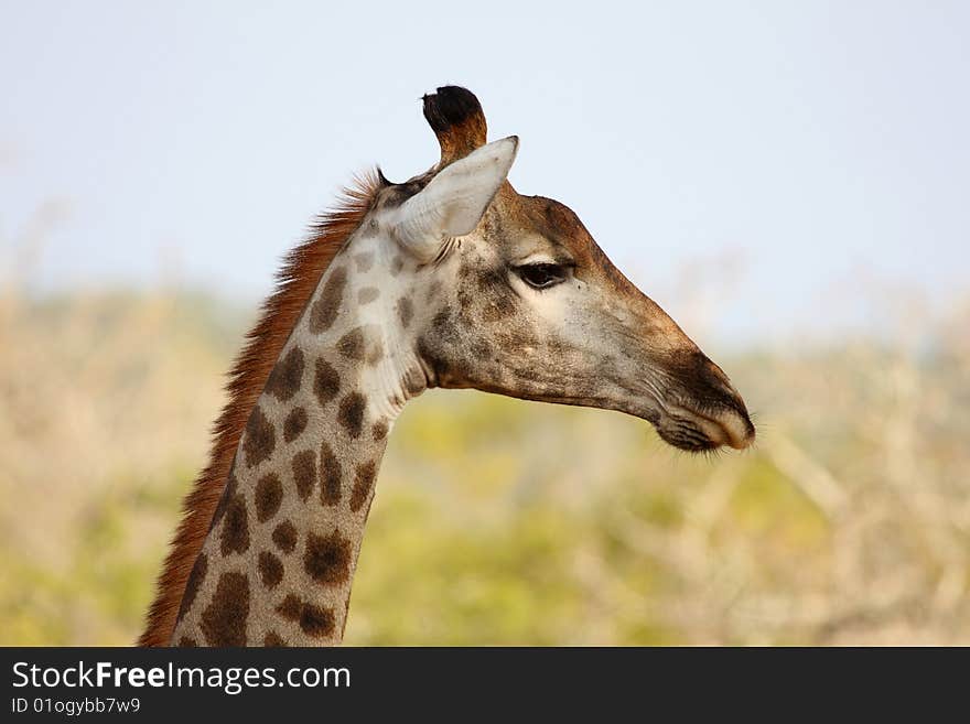 Giraffe in Sabi Sand Reserve, Africa