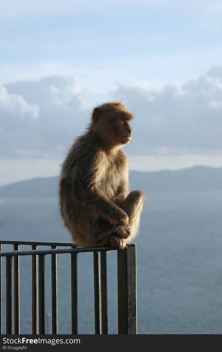 Barbary Macaques on a railing in the 'Apes Den', Gibraltar.