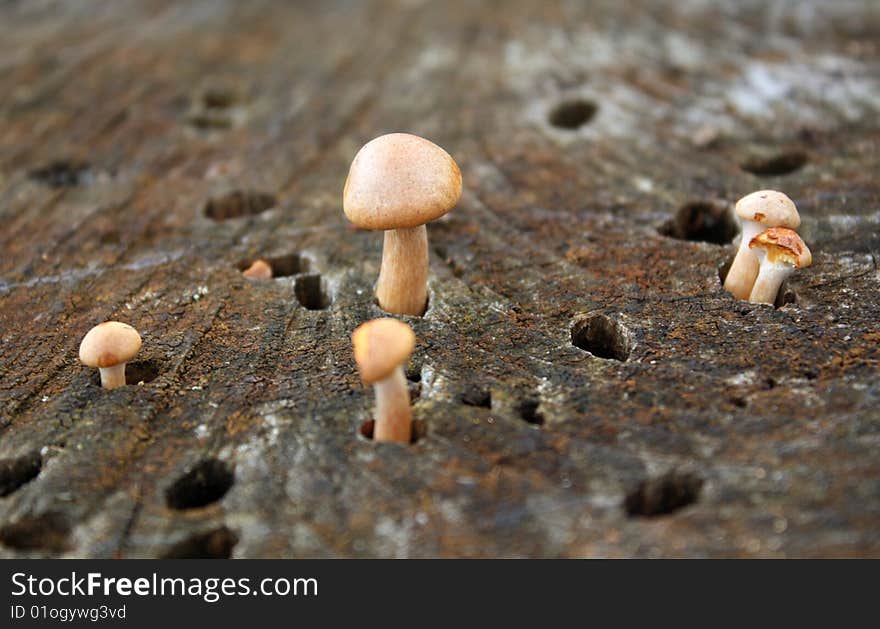 Toadstools Growing Through Tree Stump.