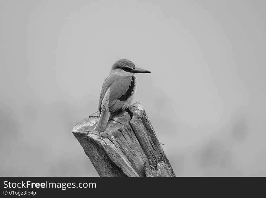 African Kingfisher Perched, South Africa