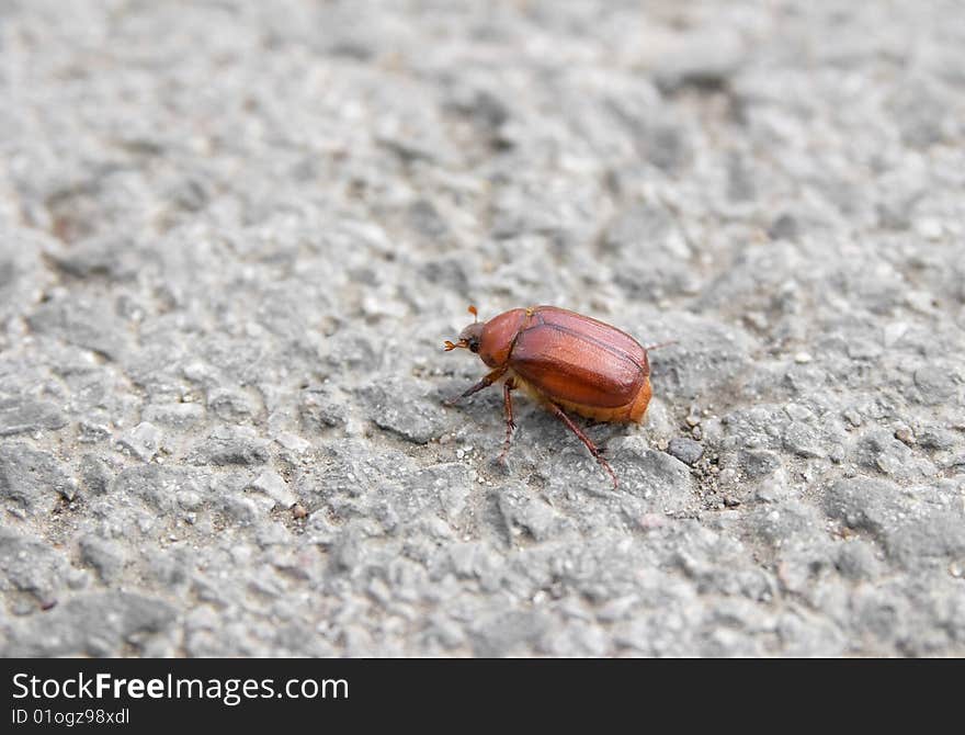 Orange cockroach bug walking on tarmac closeup. Orange cockroach bug walking on tarmac closeup