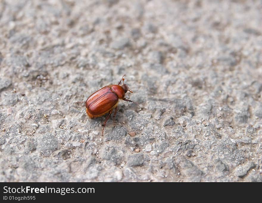 Orange cockroach bug walking on tarmac closeup. Orange cockroach bug walking on tarmac closeup