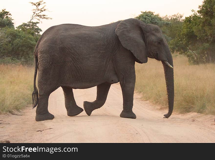 Elephants in the Sabi Sands Private Game Reserve