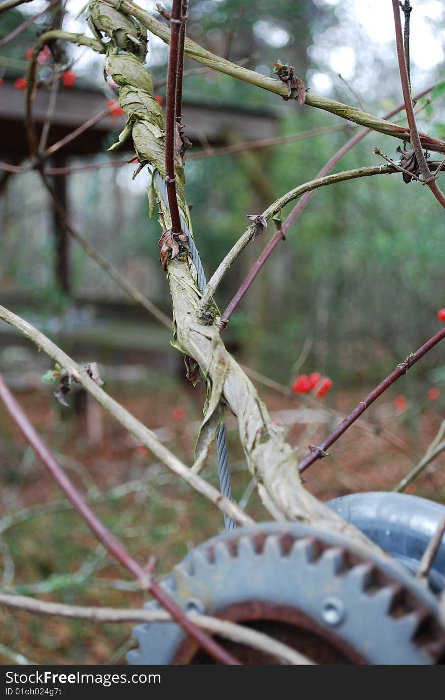 A holly vine grows up and around an old steel cable. A holly vine grows up and around an old steel cable.