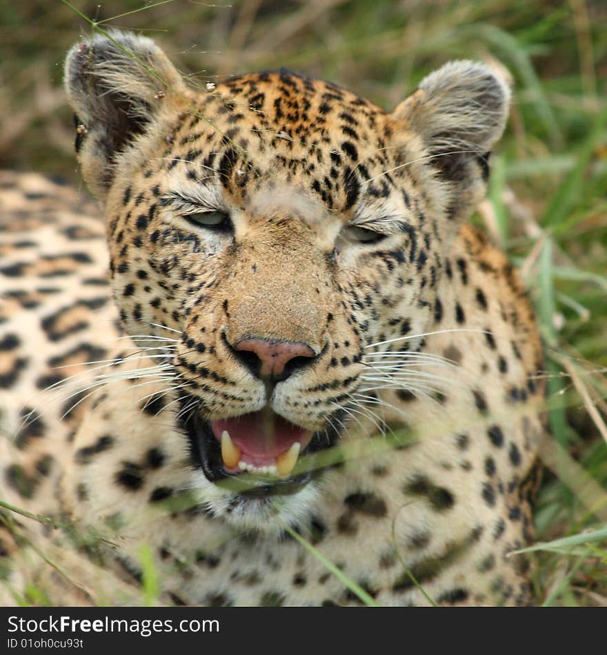 Leopard In Sabi Sand Private Reserve