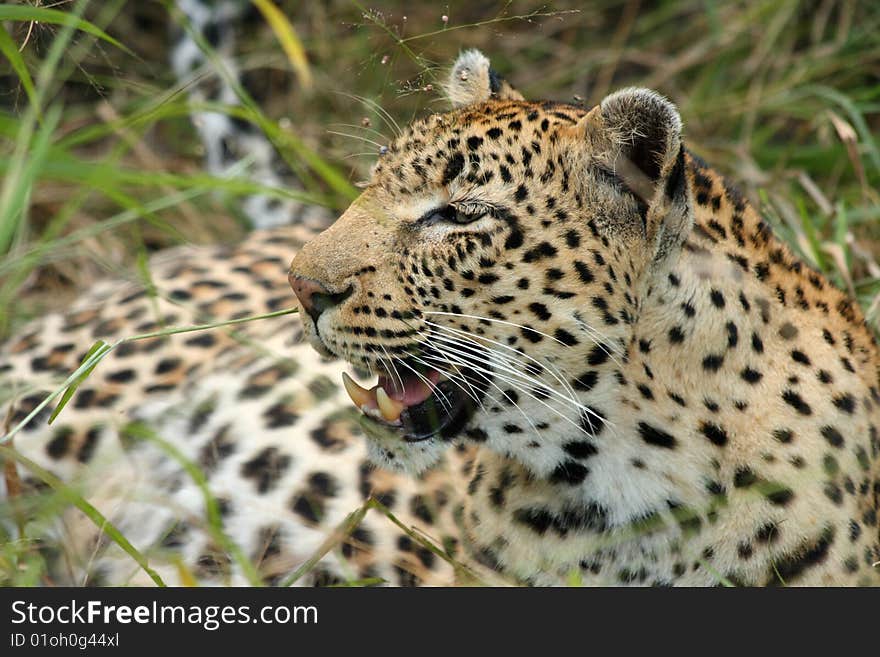 Leopard in Sabi Sand Private Reserve