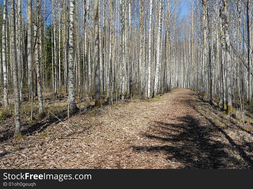 Birches in spring whit natural blue sky. Central Finland. May. Birches in spring whit natural blue sky. Central Finland. May.